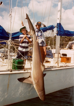 Shark caught Ladies Bay in Slowhand's net